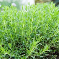 Artemisia 'French' Tarragon 4" Pot