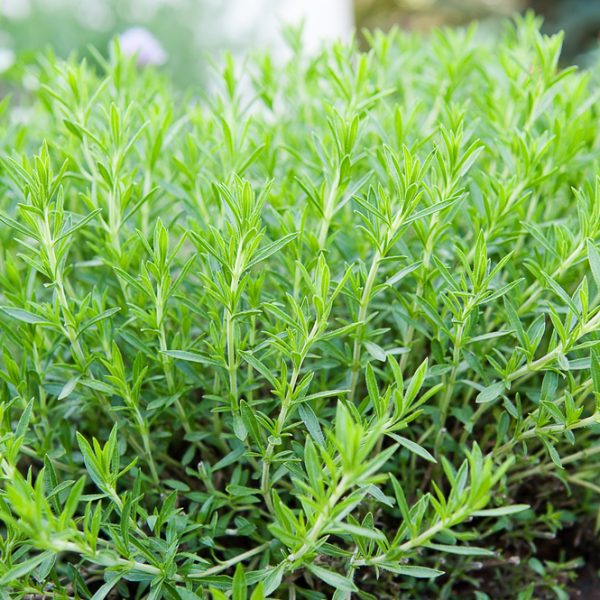 Artemisia 'French' Tarragon 4" Pot