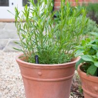 Tarragon 'Winter' 4" Pot