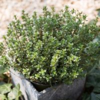 Thymus 'Lemon Thyme'