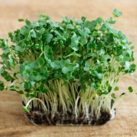 Watercress