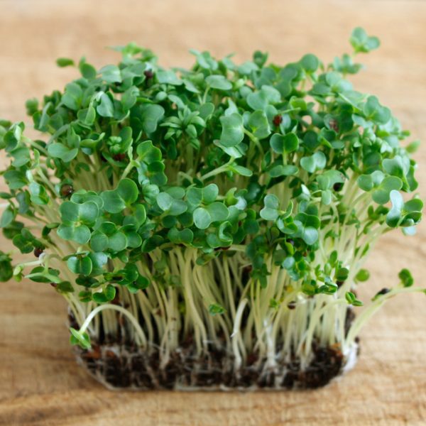 Watercress