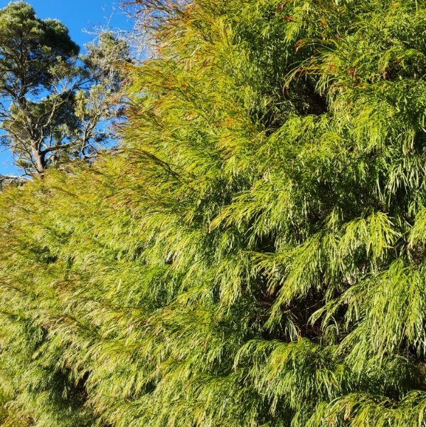 The dense green foliage of the Acacia 'Copper Tips' features needle-like leaves and copper-coloured tips, standing under a clear blue sky with a taller tree visible in the background.