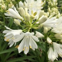 Agapanthus 'Double Diamond' 6" Pot