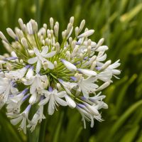 Agapanthus 'Madison' 6" Pot