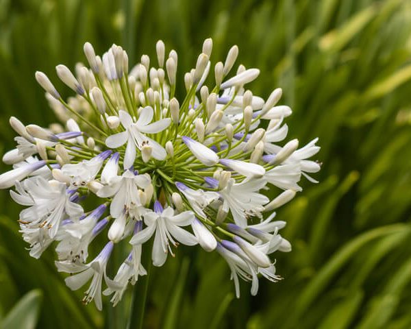 Agapanthus 'Madison' 6" Pot