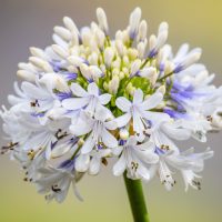 Agapanthus 'Maxsie™' 8" Pot