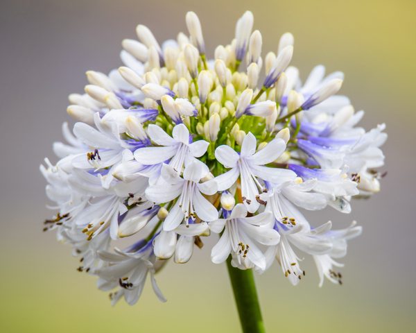 Agapanthus 'Maxsie™'
