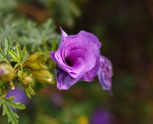A close-up of Alyogyne 'Delightfully Double' in bloom, showing vibrant flowers with green leaves and buds in a 6" pot against a softly blurred natural background.
