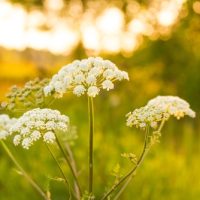 Angelica Herb 4" Pot