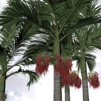 Archontophoenix 'Alexandra Palm' shown tall with clusters of red fruit beneath its fronds against a cloudy sky—bring this vibrant beauty home in the 18cm pot.