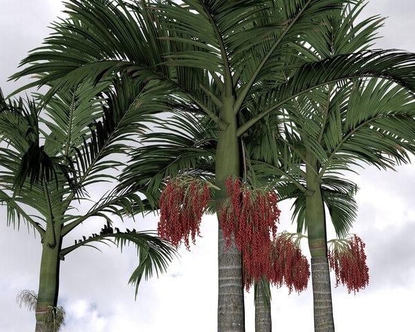 Archontophoenix 'Alexandra Palm' shown tall with clusters of red fruit beneath its fronds against a cloudy sky—bring this vibrant beauty home in the 18cm pot.
