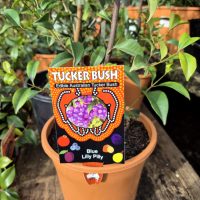 A Syzygium oleosum 'Tucker Bush Blue Lilly Pilly' 7" Pot with a "Tucker Bush: Edible Australian Tucker Bush" label is displayed on a wooden surface.