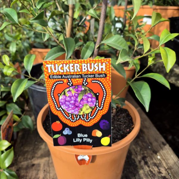 A Syzygium oleosum 'Tucker Bush Blue Lilly Pilly' 7" Pot with a "Tucker Bush: Edible Australian Tucker Bush" label is displayed on a wooden surface.