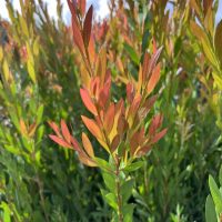 Callistemon 'Baby Glow' 6" Pot
