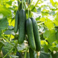 Cucumber 'Lebanese' 4" Pot