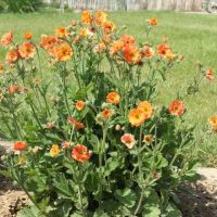 The Geum JAZZY™ 'Orange' in a 15cm pot features clusters of vivid orange blooms, adding vibrant colour to the garden against a lush green lawn and wooden fence backdrop.