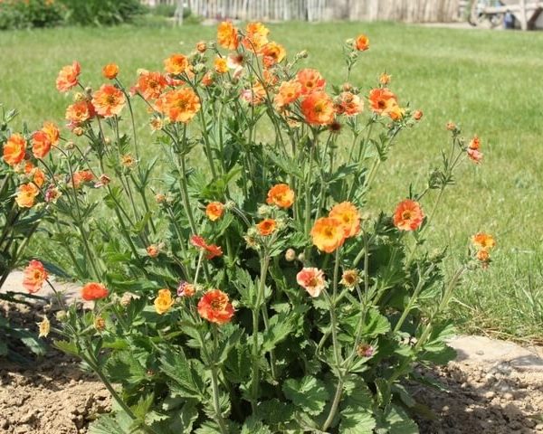 The Geum JAZZY™ 'Orange' in a 15cm pot features clusters of vivid orange blooms, adding vibrant colour to the garden against a lush green lawn and wooden fence backdrop.