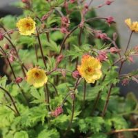 Geum JAZZY™ 'Tempo Yellow' in a 15cm pot features green, serrated leaves and several yellow flowers with red-tinted buds on thin stems, perfect for adding vibrant colour to any indoor or outdoor space.