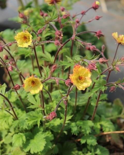 Geum JAZZY™ 'Tempo Yellow' in a 15cm pot features green, serrated leaves and several yellow flowers with red-tinted buds on thin stems, perfect for adding vibrant colour to any indoor or outdoor space.