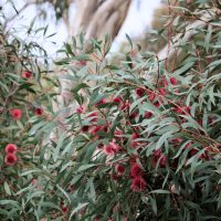 Hakea 'Stockdale Sensation' 6" Pot