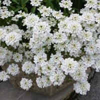 Iberis 'Elite White' 6" Pot