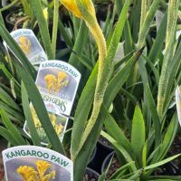 Several Anigozanthos 'Bush Sunburst' Kangaroo Paw in 15 cm pots feature long green leaves and yellow flowers.