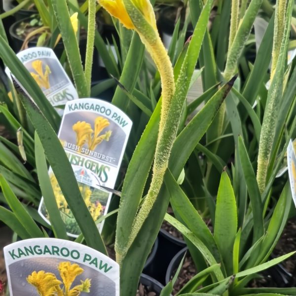 Several Anigozanthos 'Bush Sunburst' Kangaroo Paw in 15 cm pots feature long green leaves and yellow flowers.