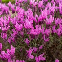 Lavandula 'Pink Lace' Lavender in a 15cm pot features ruffled pink blooms and lush green stems, beautifully showcased in full bloom.