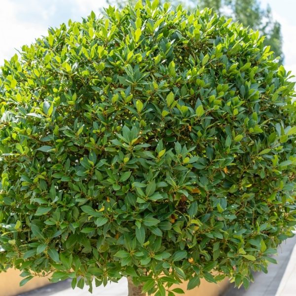 Laurus 'Bay Tree' 10" Pot (Standard)