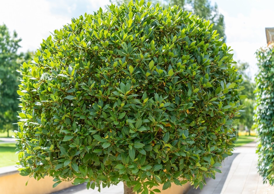 Laurus 'Bay Tree' 16" Pot (Standard)