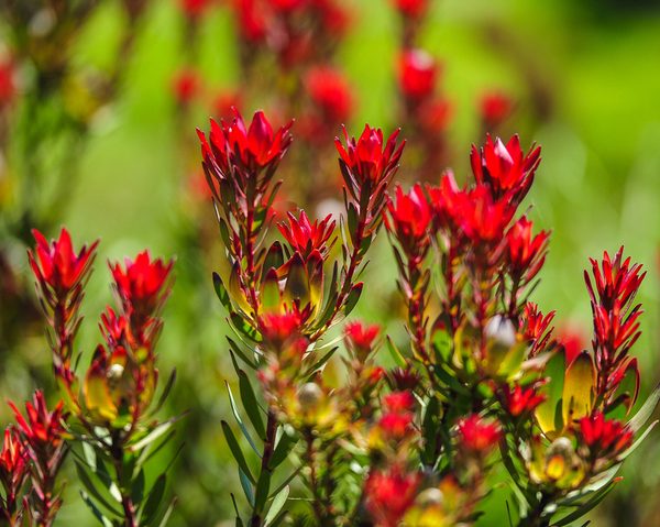 Vibrant Indian paintbrush wildflowers with vivid red blooms and green leaves make a stunning match with the Leucadendron ‘Woori Red’ 15cm Pot for an eye-catching arrangement.