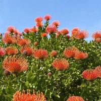 The Leucospermum ‘So® Sincere’ features vibrant orange pincushion blooms and lush green foliage. Available now in a 15cm pot.