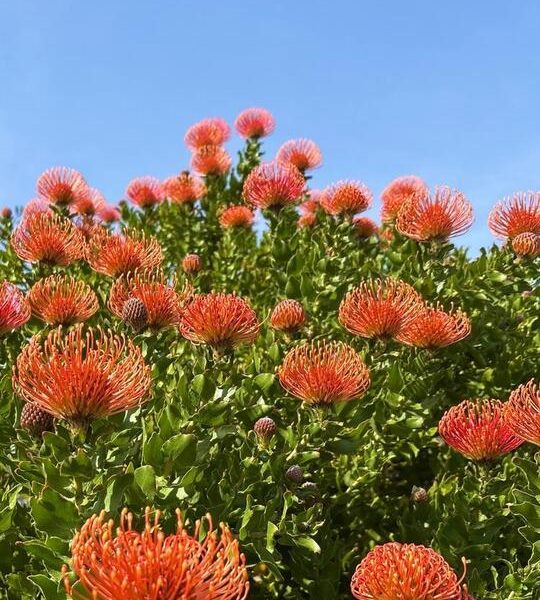 The Leucospermum ‘So® Sincere’ features vibrant orange pincushion blooms and lush green foliage. Available now in a 15cm pot.