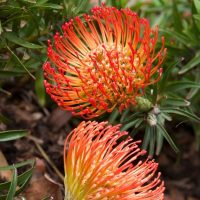 Leucospermum ‘So® Successful’ features vibrant orange-red pincushion protea flowers with spiky petals and green leaves, creating a striking display—perfect for growing in a 15 cm pot.