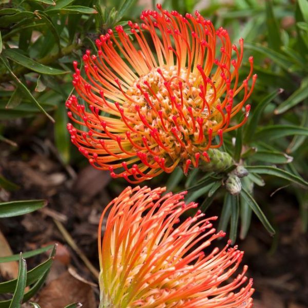 Leucospermum ‘So® Successful’ features vibrant orange-red pincushion protea flowers with spiky petals and green leaves, creating a striking display—perfect for growing in a 15 cm pot.