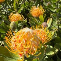 Leucospermum 'Calypso® Gold' features vibrant yellow and orange pincushion blooms in a 15 cm pot, with lush green leaves—perfect for adding a splash of colour to any space.