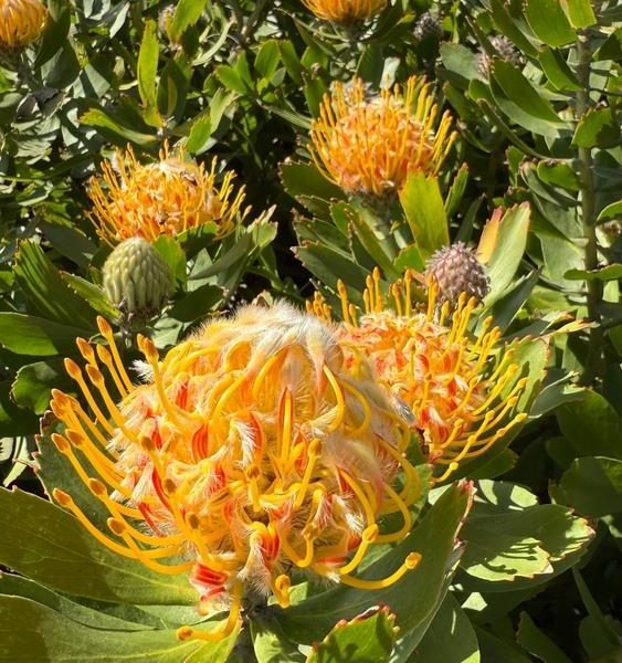 Leucospermum 'Calypso® Gold' features vibrant yellow and orange pincushion blooms in a 15 cm pot, with lush green leaves—perfect for adding a splash of colour to any space.