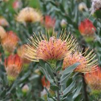 Leucospermum 'Carnival® Peach' in a 15cm pot features vibrant orange and yellow pincushion protea blooms with green leaves, beautifully displayed outdoors in natural light.
