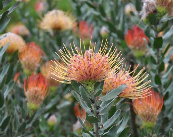 Leucospermum 'Carnival® Peach' in a 15cm pot features vibrant orange and yellow pincushion protea blooms with green leaves, beautifully displayed outdoors in natural light.