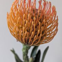 Close-up of a Leucospermum ‘So® Majestic’ flower with green leaves in a 6" pot, set against a plain, light background.