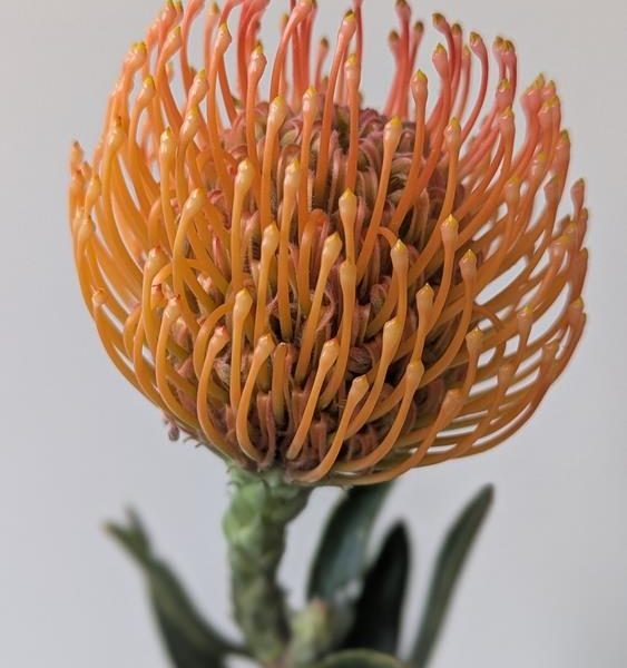 Close-up of a Leucospermum ‘So® Majestic’ flower with green leaves in a 6" pot, set against a plain, light background.