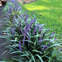 Liriope muscari