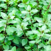 Mint 'Chocolate' 4" Pot