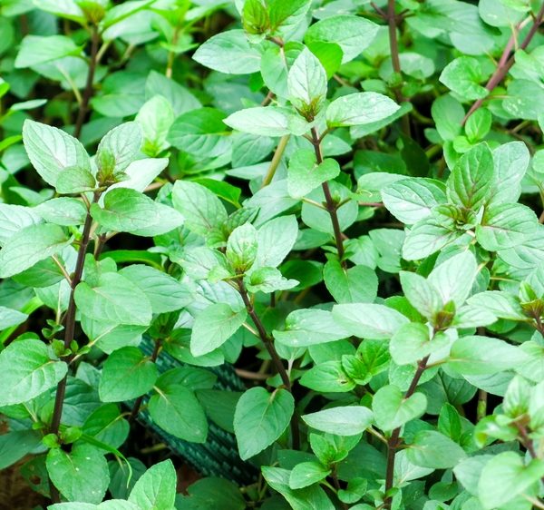 Mint 'Chocolate' 4" Pot