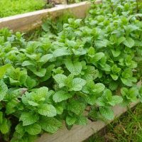 Mint 'Common'