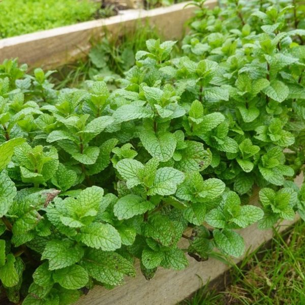 Mint 'Common'