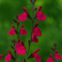 A single Salvia 'Merlot' Sage in a 10cm pot features magenta flowers and dark buds against a green backdrop, adding vibrant colour and striking appeal to any setting.