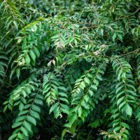 Murraya 'Curry Tree'