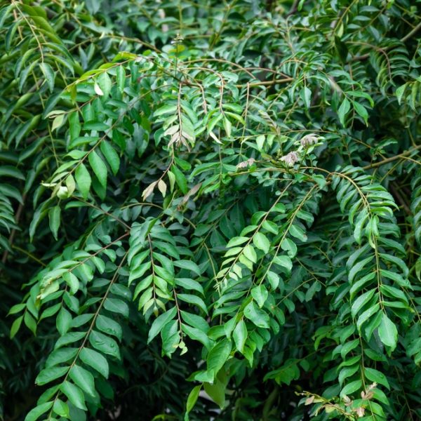 Murraya 'Curry Tree' 8" Pot